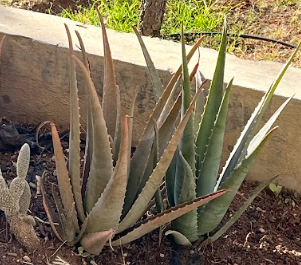 Aloe Vera