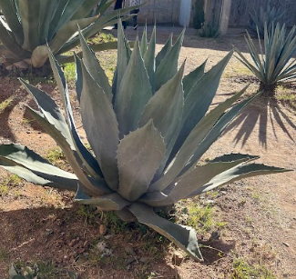 Maguey